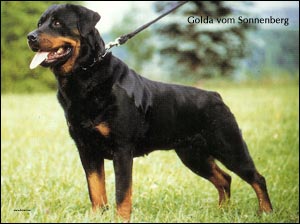 rottweiler Golda vom Sonnenberg