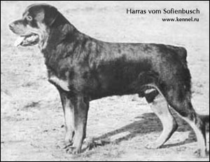 rottweiler Harras vom Sofienbusch