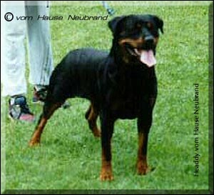 rottweiler Headdy vom Hause Neubrand