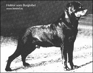 rottweiler Hektor vom Burgtobel