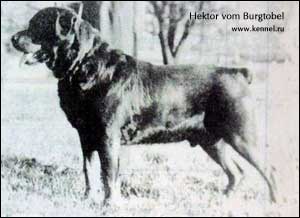 Hektor vom Burgtobel