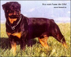 Ilco vom Fusse der Eifel