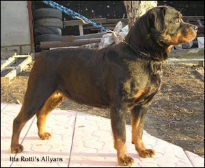 rottweiler Itta Rotti's Allyans