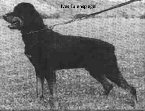 rottweiler Ives Eulenspiegel