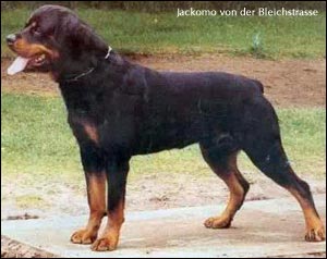 rottweiler Jackomo von der Bleichstrasse