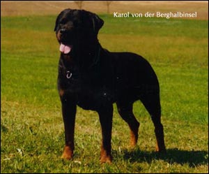 ротвейлер Karol von der Berghalbinsel