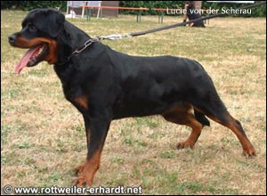 rottweiler Lucie von der Scherau