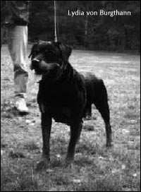 rottweiler Lydia von Burgthann