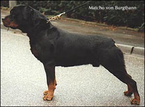  Matcho von Burgthann