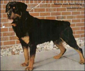  Morris vom Rauchfang