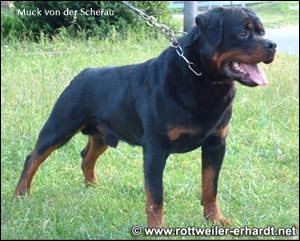 rottweiler Muck von der Scherau