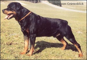 rottweiler Noris vom Grüntenblick