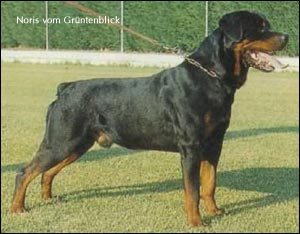 rottweiler Noris vom Grüntenblick