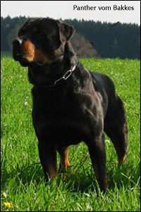Panther vom Bakkes