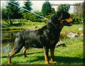 rottweiler Quini vom Hause Neubrand