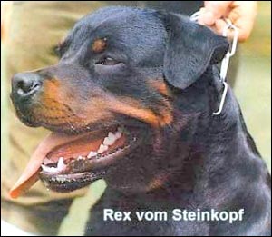 rottweiler Rex vom Steinkopf
