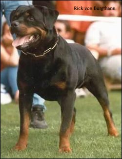 rottweiler Rick von Burgthann