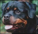 Rottweiler Rick von Burgthann