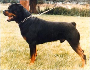 rottweiler Santo vom Schwaiger Wappen