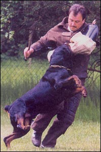 Rottweiler IPO training