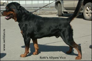  Rotti's Allyans Vico