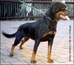 rottweiler Whitney von der Crossener Ranch