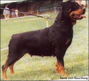 rottweiler Xama vom Rauchfang